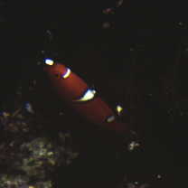 Coris gaimard (Quoy et Gaimard, 1824)