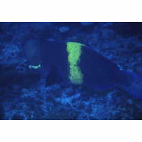 Scarus obishime Randall et Earle, 1993