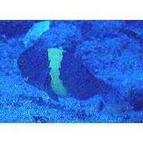 Scarus obishime Randall et Earle, 1993