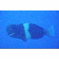 Scarus obishime Randall et Earle, 1993