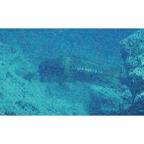 Scarus obishime Randall et Earle, 1993