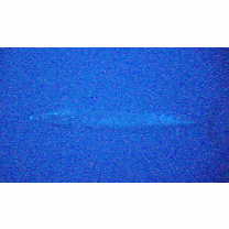 Acanthocybium solandri (Cuvier, 1832)