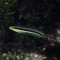 Aspidontus dussumieri (Valenciennes, 1836)