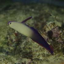 Nemateleotris decora Randall et Allen, 1973