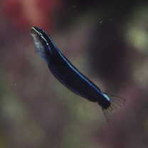 Plagiotremus rhinorhijnchos (Bleeker, 1852)