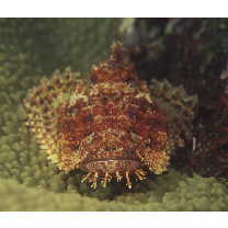 Scorpaenopsis cirrosa (Thunberg, 1793)