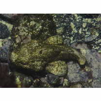 Scorpaenopsis neglecta Heckel, 1837