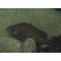 Sebastes inermis species complex