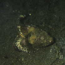 Scorpaenopsis neglecta Heckel, 1837