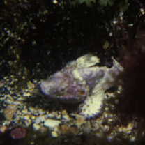 Scorpaenopsis neglecta Heckel, 1837