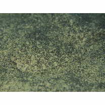 Crossorhombus kobensis (Jordan et Starks, 1906)