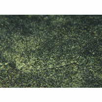 Crossorhombus kobensis (Jordan et Starks, 1906)