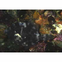 Stephanolepis cirrhifer (Temminck et Schlegel, 1850)