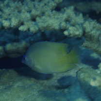 Plectroglyphidodon johnstonianus Fowler et Ball, 1924