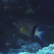 Plectroglyphidodon dickii (Lienard, 1839)