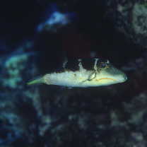 Canthigaster axiologa Whitley, 1931