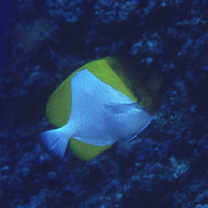 Hemitaurichthys polylepis (Bleeker, 1857)