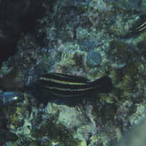 Chlorurus microrhinos (Bleeker, 1854)