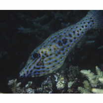 Aluterus scriptus (Osbeck, 1765)