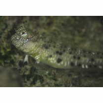 Glyptoparus delicatulus Smith, 1959