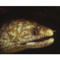 Gymnothorax chilospilus Bleeker, 1865