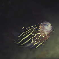 Grammistes sexlineatus (Thunberg, 1792)