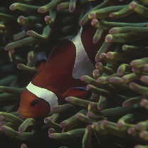 Amphiprion ocellaris Cuvier, 1830