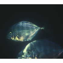 Carangoides coeruleopinnatus (Ruppell, 1830)