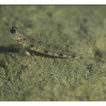 Vanderhorstia phaeostictus (Randall, Shao et Chen, 2007)