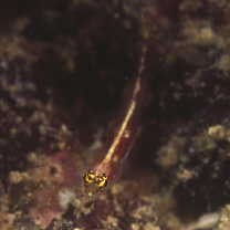 Eviota cometa Jewett et Lachner, 1983