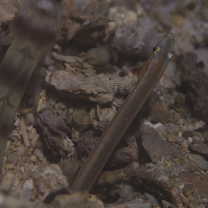 Gunnellichthys viridescens Dawson, 1968