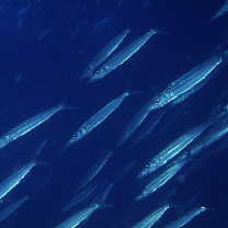 Sphyraena forsteri Cuvier, 1829