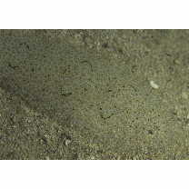 Heteromycteris matsubarai Ochiai, 1963