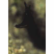 Rhinomuraena quaesita Garman, 1888