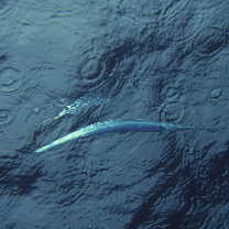 Strongylura incisa (Valenciennes, 1846)