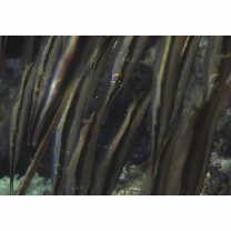 Aeoliscus strigatus (Gunther, 1861)