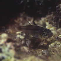 Nectamia bandanensis (Bleeker, 1854)