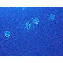 Alectis ciliaris (Bloch, 1787)