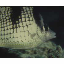 Chaetodon argentatus Smith et Radcliffe, 1911