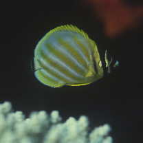 Chaetodon ornatissimus Cuvier, 1831