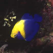 Paracentropyge venusta (Yasuda et Tominaga, 1969)