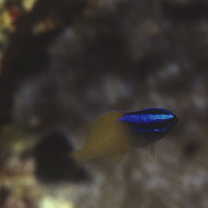 Chrysiptera rex (Snyder, 1909)