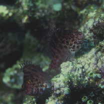 Cirrhitichthys oxycephalus (Bleeker, 1855)