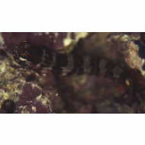 Ecsenius oculus Springer, 1971