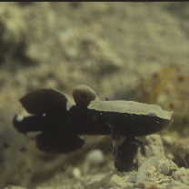 Lotilia klausewitzi Shibukawa, Suzuki et Senou, 2012