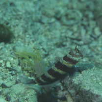 Amblyeleotris wheeleri (Polunin et Lubbock, 1977)