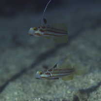 Stonogobiops yasha Yoshino et Shimada, 2001