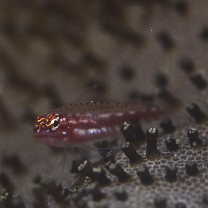 Eviota prasites Jordan et Seale, 1906