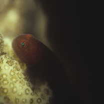 Paragobiodon modestus (Regan, 1908)