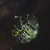 Paraluteres prionurus (Bleeker, 1851)